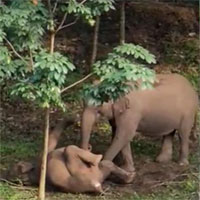 Đau đớn cảnh voi mẹ cố đánh thức con bị điện giật chết