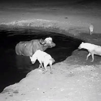 Clip: Bị truy sát, trâu rừng thoát chết nhờ phản ứng cực thông minh