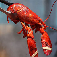 Vì lý do nhân đạo, nước Anh sắp thông qua luật cấm luộc tôm hùm sống