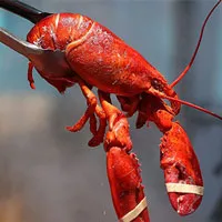 Vì lý do nhân đạo, nước Anh sắp thông qua luật cấm luộc tôm hùm sống