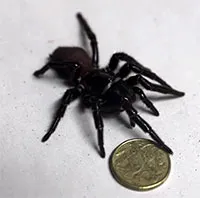 Phát hiện "quái vật 8 chân" cực độc dài 7,6cm, răng nanh khủng cắn xuyên qua móng tay người
