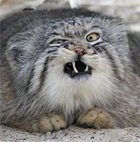 Top 10 loài mèo quý hiếm trên thế giới