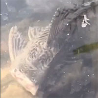 Con cá bị chặt đứt đầu vẫn tung tăng bơi lội khiến ai cũng kinh ngạc