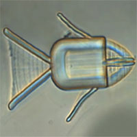 Trung Quốc giới thiệu robot tí hon chở thuốc đến tiêu diệt tế bào ung thư