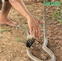 Giải mã toàn bộ ngôn ngữ cơ thể giúp chuyên gia 