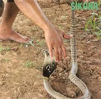 Giải mã toàn bộ ngôn ngữ cơ thể giúp chuyên gia "thôi miên" rắn hổ mang cực độc
