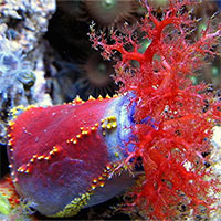 Những điều thú vị về hải sâm mà không phải ai cũng biết