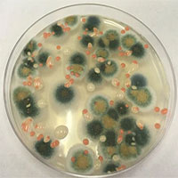 Các nhà khoa học bất ngờ phát hiện một loại nấm lạ trên tường của lò phản ứng hạt nhân Chernobyl