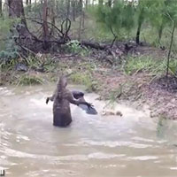 Bị truy đuổi, chuột túi tung 