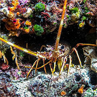 Tôm hùm, bạch tuộc và cua có tri giác, có thể cảm nhận nỗi đau