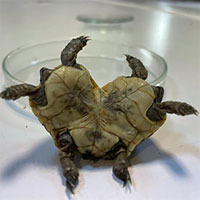 Đi suối nước nóng, cư dân phát hiện rùa hiếm có hai đầu sáu chân