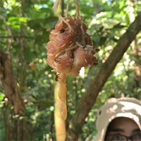 Loại ong duy nhất trên thế giới không có vòi đốt, tiến hóa để ăn thịt