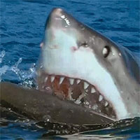 Cá mập trắng xé xác hải cẩu gần bờ