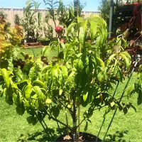 Người đàn ông lập kỷ lục Guiness với việc tạo ra cây có 10 loại quả