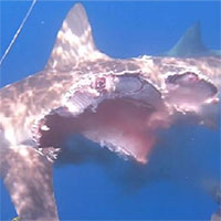 Cá mập bị cắn mất nửa thân vẫn có thể săn mồi