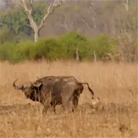Video: Giữa trưa nắng cháy săn trâu "khủng", bầy sư tử nhận cái kết đắng