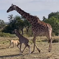 Hươu cao cổ xả thân bảo vệ con trước sư tử háu đói và cái kết