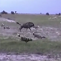 Bị tấn công, linh dương đầu bò nổi điên húc chó hoang bất tỉnh