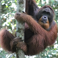 Lần đầu tiên các nhà khoa học quan sát được đười ươi ăn thịt cu li