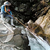 Cách bắt loài cá có giá trị cao của người Nhật: Lạ thường, như phim kiếm hiệp!