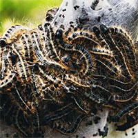 Ngay cả những con sâu bướm nhỏ và ham ăn cũng tác động lớn đến lượng phát thải carbon trên toàn cầu