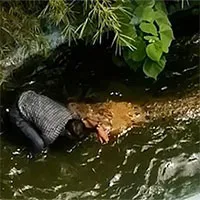 Tưởng con cá sấu "fake", lão ông tính selfie một chút nhưng nằm viện luôn