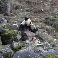 Hành vi ăn thịt bất thường của gấu trúc Trung Quốc