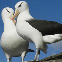 Trái đất ấm lên khiến nhiều cặp hải âu 