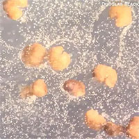 Mỹ tạo ra robot sống đầu tiên có thể tự nhân bản