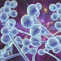 Sau coronavirus, bệnh nấm có thể là nỗi khiếp sợ mới của con người