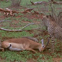 Linh dương nhanh trí giả chết, thoát nạn trong tình huống kịch tính