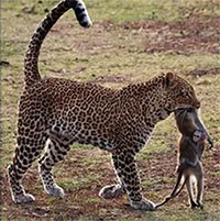 Xót xa hình ảnh khỉ con ôm chặt mẹ đang nằm trong miệng báo dữ