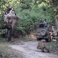 Hổ dữ lao ra giữa đường tấn công voi và cái kết khiến ai cũng phì cười