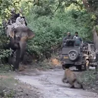Hổ dữ lao ra giữa đường tấn công voi và cái kết khiến ai cũng phì cười