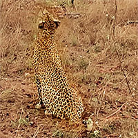 Báo hoa mai mẹ hết lòng chỉ dạy cách săn mồi, báo con đáp trả lại 