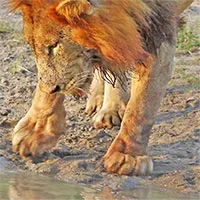 Chú rùa nhỏ "tuổi trẻ tài cao", dám đuổi cặp sư tử khỏi lãnh thổ