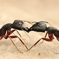 Phát hiện mới: Kiến 