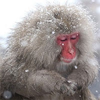 Khỉ tuyết bắt cá để sống sót qua mùa đông