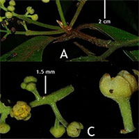 Phát hiện loài thực vật mới có giá trị, cực kỳ nguy cấp tại vườn quốc gia Vũ Quang
