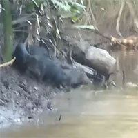 Video: Sinh vật lạ qua sông khiến đoàn thuyền tham quan bất chợt khựng lại giữa rừng Amazon