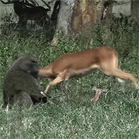 Các nhà khoa học sốc khi thấy khỉ đầu chó thản nhiên ăn thịt linh dương con