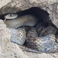 Không có chân, rắn đào hang như thế nào?