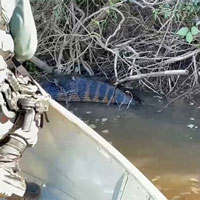 Trăn khủng anaconda mắc kẹt vì nuốt con mồi quá lớn