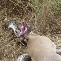 Bị sừng linh dương đâm thủng họng, trăn đá vật vã trong đau đớn