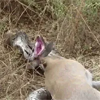Bị sừng linh dương đâm thủng họng, trăn đá vật vã trong đau đớn