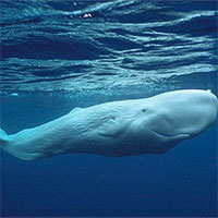 Phát hiện cá nhà táng màu trắng hiếm gặp