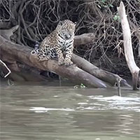 Báo đốm tưởng dễ dàng bắt nạt được rái cá thì bất ngờ bị 