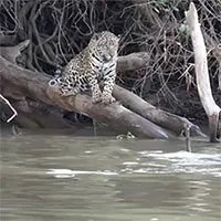 Báo đốm tưởng dễ dàng bắt nạt được rái cá thì bất ngờ bị "đánh úp"
