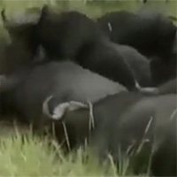 Trâu rừng nổi cơn thịnh nộ, giết chết sư tử để trả thù