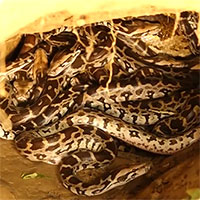 Dân làng phát hiện hang đất to gần ruộng bắp, chuyên gia đến cũng kinh ngạc khi đào lên